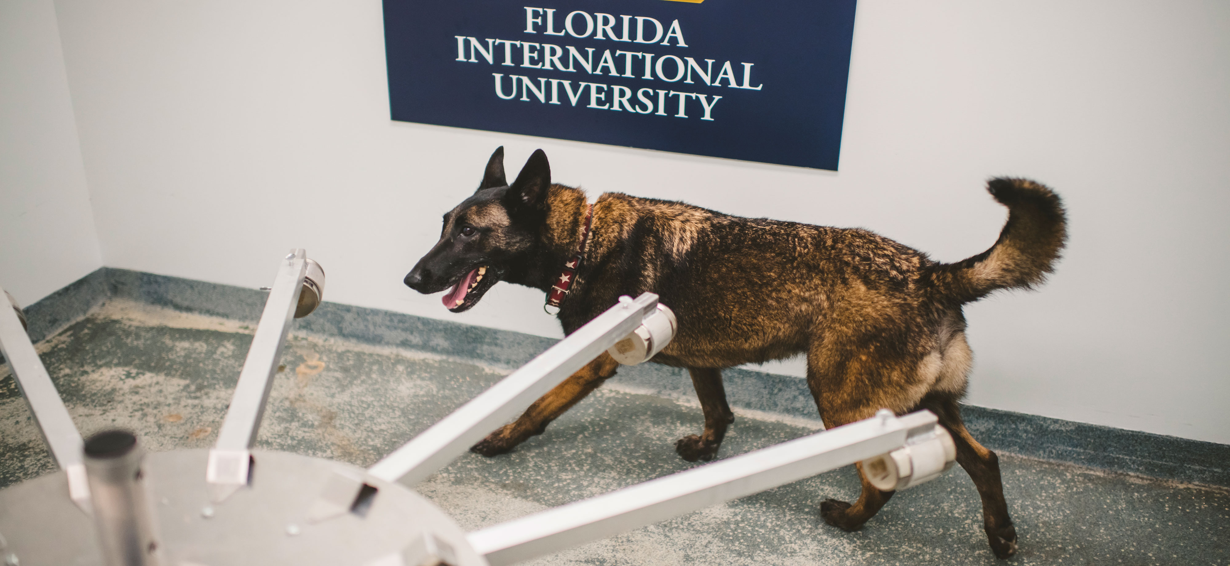 Detect Dog Detection Dog Program | FIU Global Forensic and Justice Center