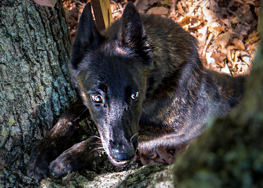 A detection dog searches a tree